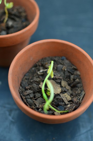 How to Grow Meyer Lemons from Seed - Kitchen Butterfly